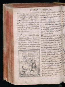 Página de un códice o manuscrito ilustrado — Bernardino de Sahagún