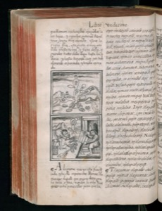 Imagenes hr codice florentino vol3 hr — Bernardino de Sahagún (coord.)