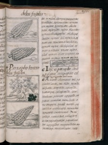 Imagenes hr codice florentino vol3 hr — Bernardino de Sahagún (coord.)