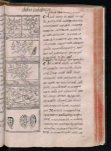Página de un antiguo manuscrito o libro impreso — Bernardino de Sahagún