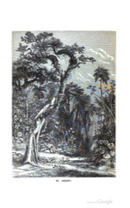 Imagenes — Anónimo (ilustración colonial)