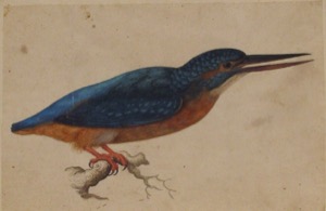 Pájaro Martín Pescador de Colores Brillantes — Anónimo