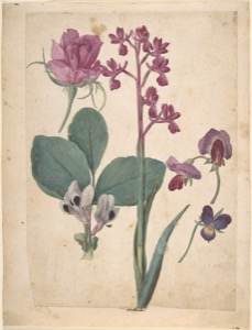 Estudio Botánico de Flores Variadas — Jacques Le Moyne de Morgues