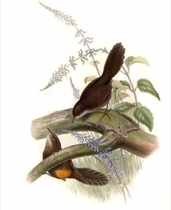 Imagenes wiki atrichorne.roux — Anónimo