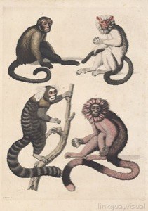 Imagenes wiki giulio ferrario macacos do brasil