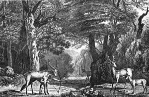 Ciervos en un bosque con arco y flechas — Jacques Le Moyne de Morgues