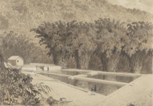 Piscina y palmeras tropicales — Michel Jean Cazabon