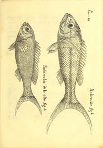Images descripciondedif01parr, nº 101 — Antonio Parra