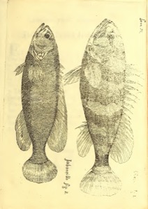 Ilustración de dos peces de agua dulce — Antonio Parra