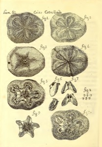 Images descripciondedif01parr, nº 261 — Antonio Parra
