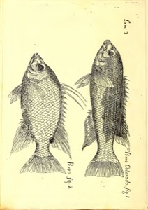 Images descripciondedif01parr, nº 28 — Antonio Parra