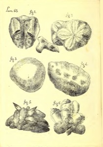 Ilustraciones botánicas de diversas plantas — Antonio Parra