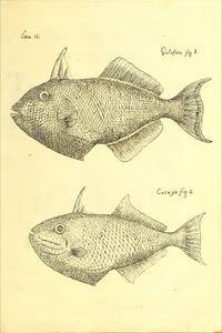 Images descripciondedif01parr, nº 59 — Antonio Parra