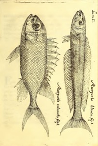 Ilustraciones de Peces Marinos — Antonio Parra
