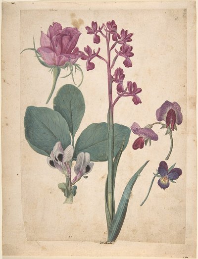 Le moyne de morgues — Jacques Le Moyne de Morgues