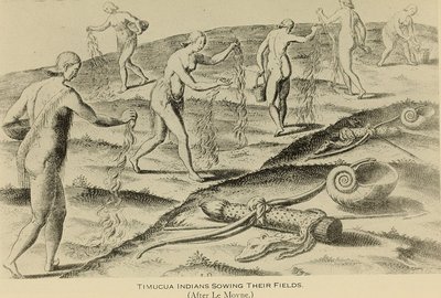Brevís narratio — le Moyne, lámina — Jacques Le Moyne de Morgues