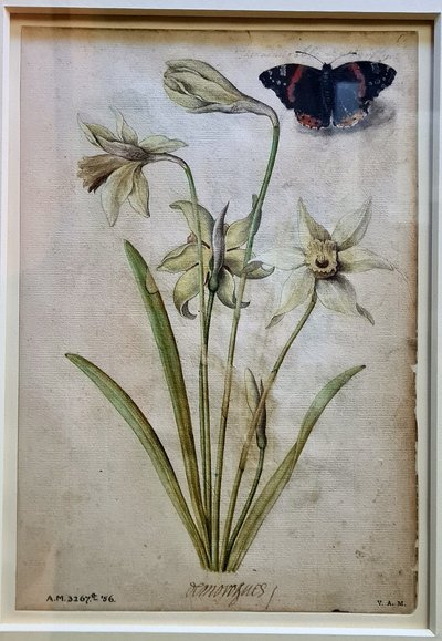 Brevís narratio — le Moyne, lámina — Jacques Le Moyne de Morgues
