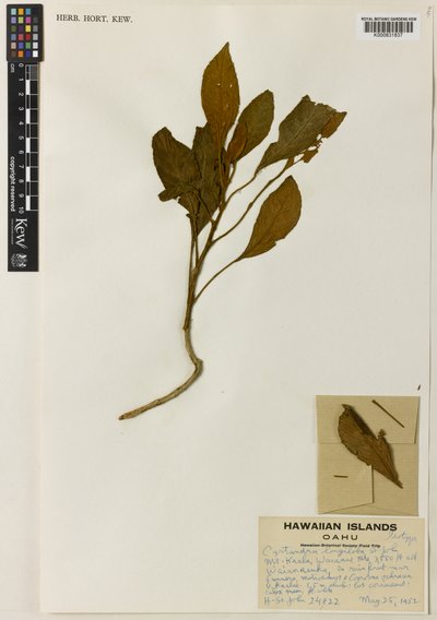 White, nº 1916 — John White