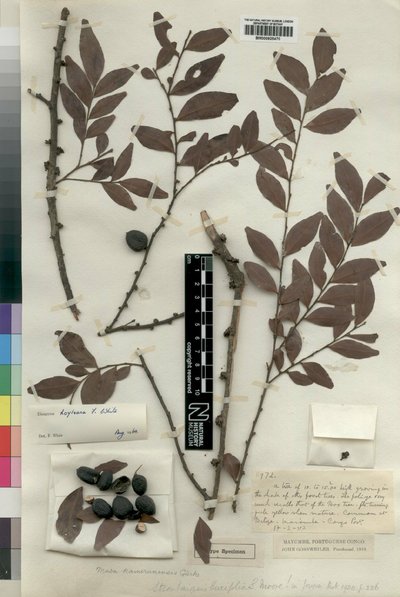 White, nº 1917 — John White