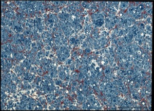 Patrón abstracto de mármol en tonos azules y rojos — José Honorato Lozano
