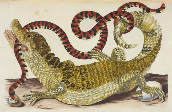 Sybilla Merian — María Sybilla Merian