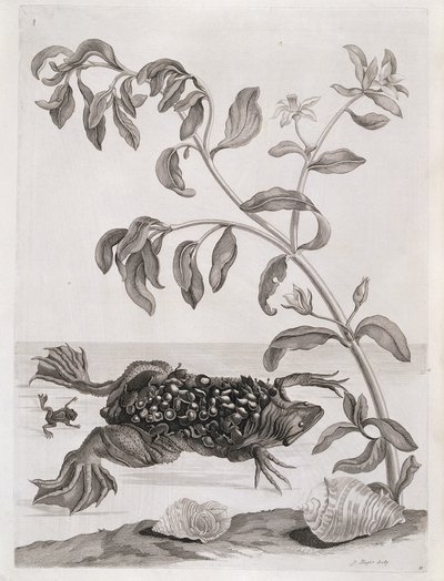 Plantas acuáticas y fauna, Surinam, Sudamérica — María Sybilla Merian