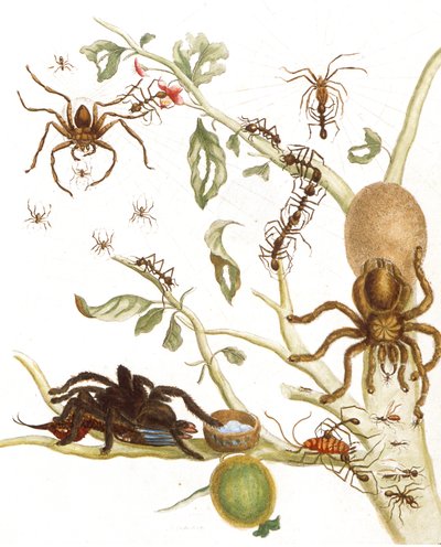Avicularia — María Sybilla Merian
