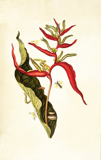 Ballia lámina LIV, nº 1705 — María Sybilla Merian