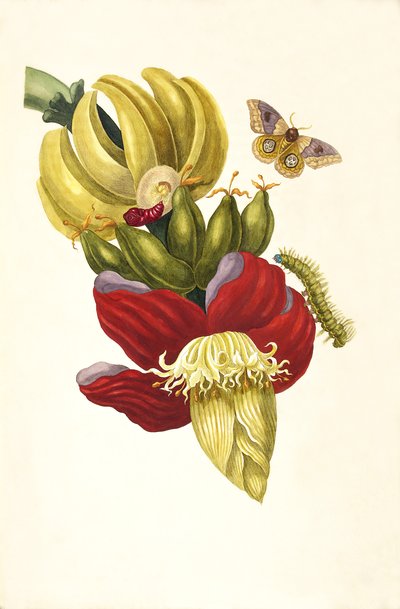 Sibylla Merian lámina XII — María Sybilla Merian