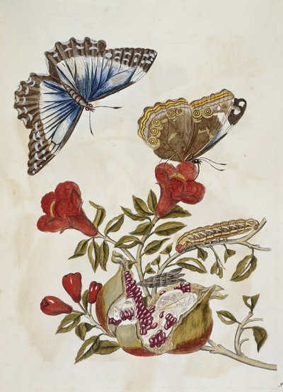 Mariposa y oruga - Metamorphosis insectorum surinamensium — María Sybilla Merian