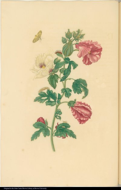 Mariposa en una planta de hibisco — María Sybilla Merian