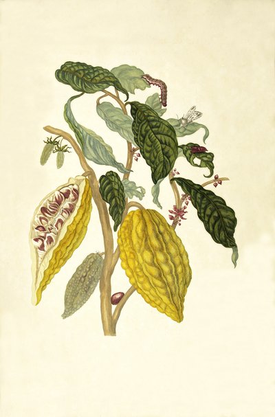 Sibylla Merian plate XXVI — María Sybilla Merian