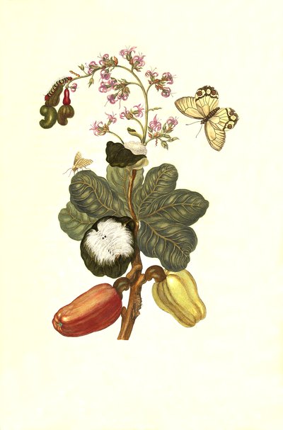 Sibylla Merian plate XVI — María Sybilla Merian