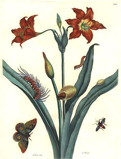 De Europische Insecten Merian Bernard — María Sybilla Merian