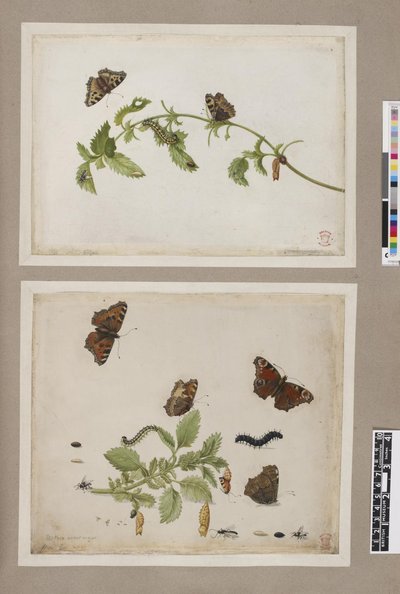 Metamorphosis insectorum surinamensium, lámina — María Sybilla Merian