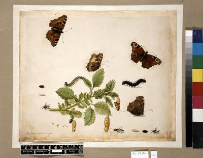 Metamorphosis insectorum surinamensium, lámina — María Sybilla Merian