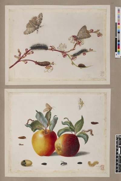 Metamorphosis insectorum surinamensium, lámina — María Sybilla Merian