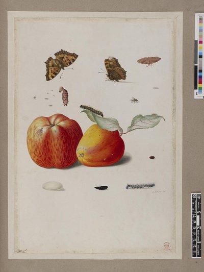 Metamorphosis insectorum surinamensium, lámina — María Sybilla Merian