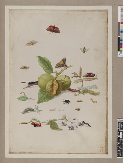 Metamorphosis insectorum surinamensium, lámina — María Sybilla Merian