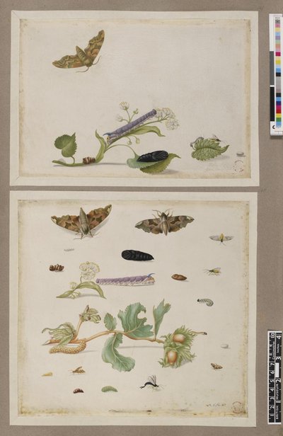 Metamorphosis insectorum surinamensium, lámina — María Sybilla Merian