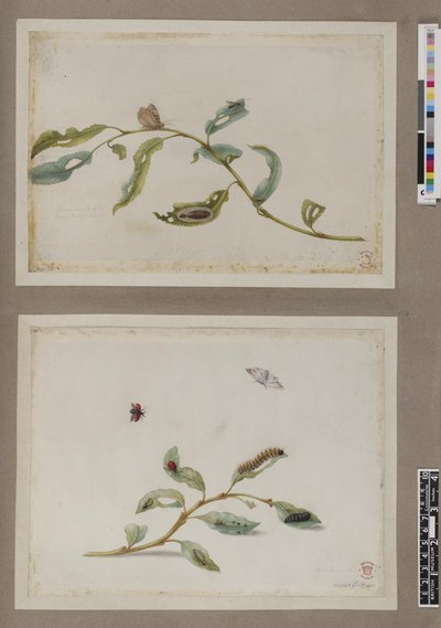 Metamorphosis insectorum surinamensium, lámina — María Sybilla Merian