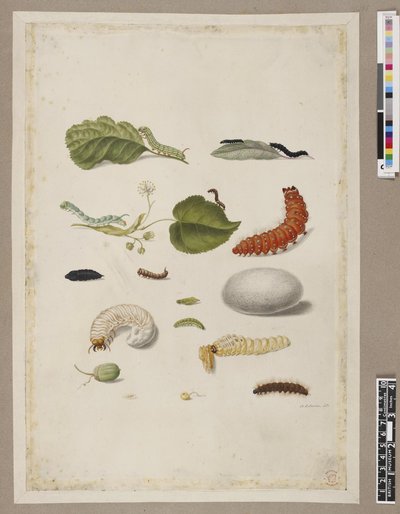 Metamorphosis insectorum surinamensium, lámina — María Sybilla Merian