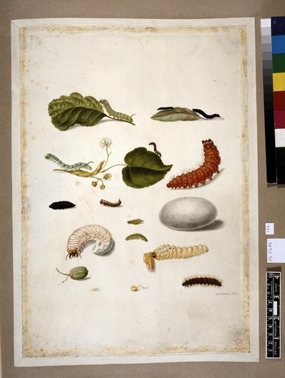 Metamorphosis insectorum surinamensium, lámina — María Sybilla Merian