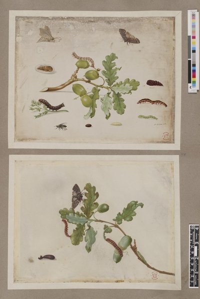 Metamorphosis insectorum surinamensium, lámina — María Sybilla Merian
