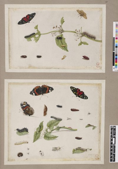Metamorphosis insectorum surinamensium, lámina — María Sybilla Merian