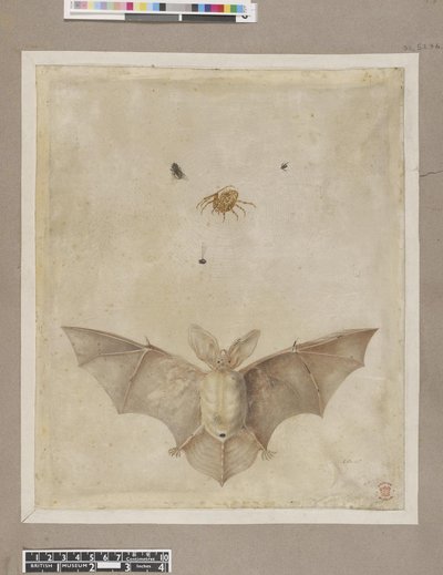 Metamorphosis insectorum surinamensium, lámina — María Sybilla Merian