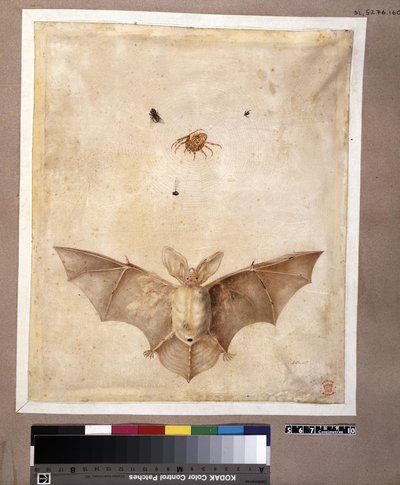 Metamorphosis insectorum surinamensium, lámina — María Sybilla Merian