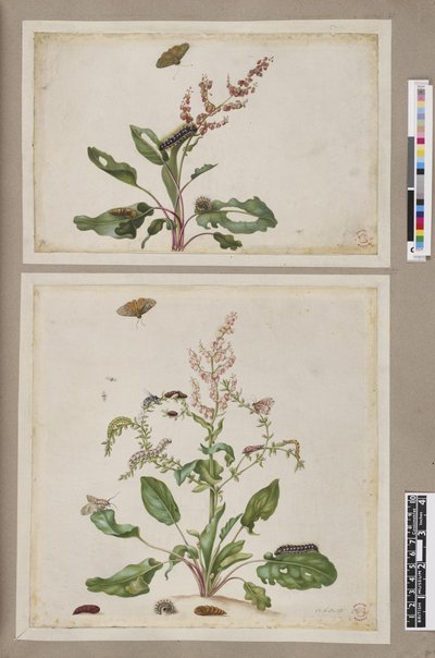 Metamorphosis insectorum surinamensium, lámina — María Sybilla Merian