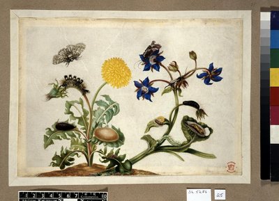 Metamorphosis insectorum surinamensium, lámina — María Sybilla Merian