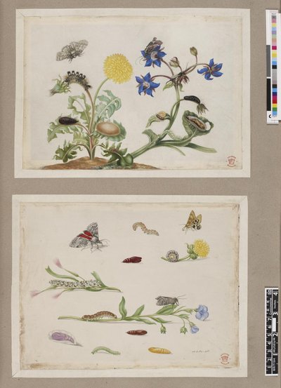 Metamorphosis insectorum surinamensium, lámina — María Sybilla Merian